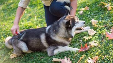 how often does a husky need to be groomed