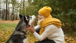 Training Siberian Huskies – Everything You Need To Know