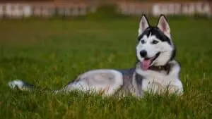 Common Siberian Husky Problems & Solutions (Fully Explained)