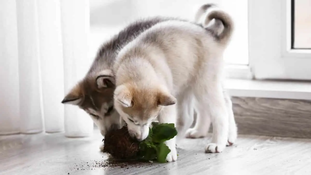 Siberian Husky Chewing