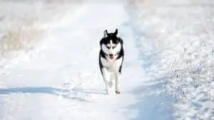 Husky Obedience Training & Advice: 3 Things You Need To Know (+FAQ)