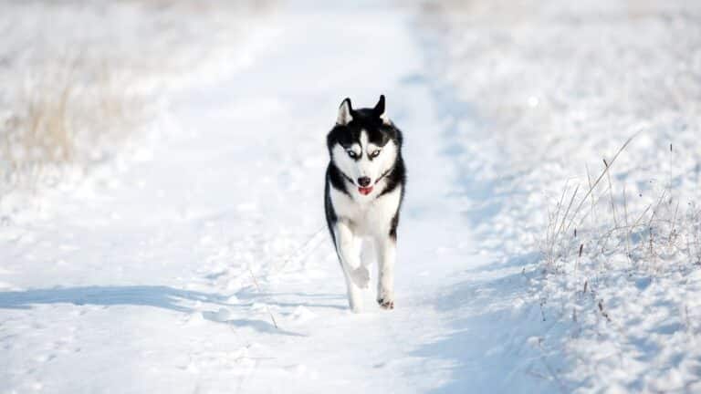 4 Clever Ways To Train Your Siberian Husky Puppy