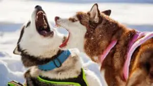 Husky Aggression Problems: Training Tips & Background