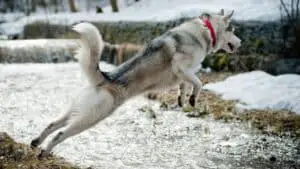 Siberian Husky Jumping – Is It A Problem?