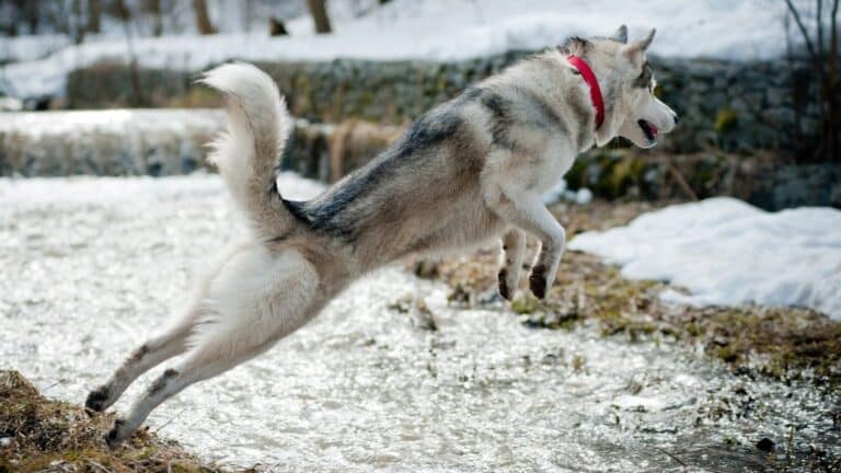 4 Clever Ways To Train Your Siberian Husky Puppy