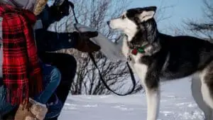 5 Clever Tips To Train Your Siberian Husky