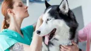 Siberian Husky Health Problems & Solutions