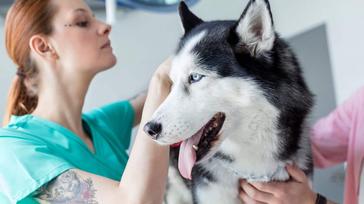 are siberian huskies healthy