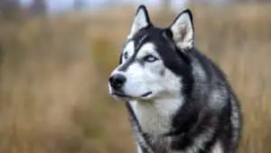 Siberian Husky Behavior And What To Expect