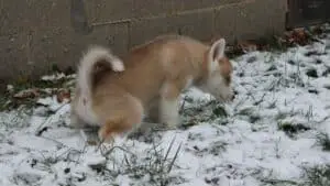 Siberian Husky Potty Training (Easy Step-by-Step Guide)