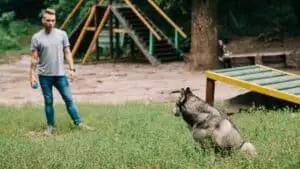 4 Clever Training Tips For Siberian Huskies