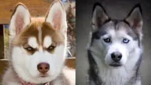 Alaskan Husky vs. Siberian Husky: What’s the Difference?