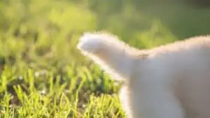Why Does Siberian Husky Have Curly Tail? You Might Be Surprised