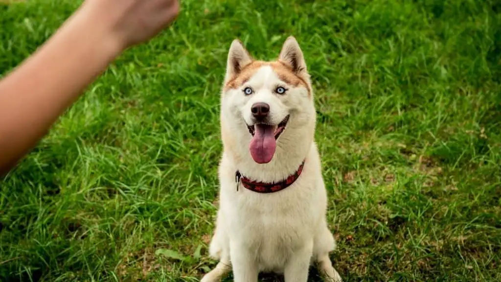 4 Clever Ways To Train Your Siberian Husky Puppy