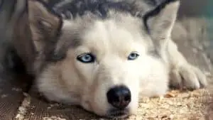 Are Huskies Stubborn? 9 Things You Should Know