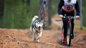 how much exercise does a husky need