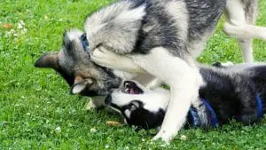 How Are Huskies Playing With One Another? (Explained for Beginners)