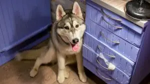 Is It Possible To Keep A Husky In An Apartment?