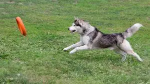Can Huskies Catch Frisbees? 10 Things You Should Know