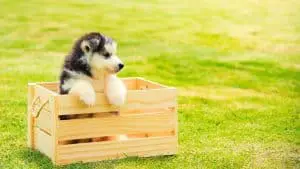 Can Huskies Only Have One Puppy? 9 Things You Should Know