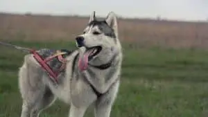 Can Huskies Walk In The Rain? 6 Things You Should Know