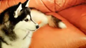 Can Huskies Watch TV? 6 Things You Should Know