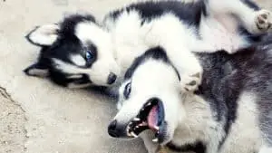 Do Huskies like puppies? 9 Things You Should Know