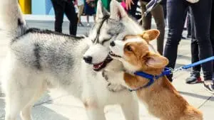Do Siberian Huskies Attack Small Dogs? All Questions Answered