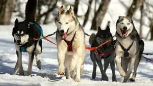 Do Siberian Huskies Change Colors? 7 Things You Need To Know