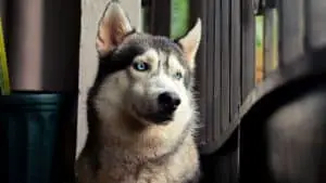 How Long Can Huskies Be Left Alone? 8 Important Facts