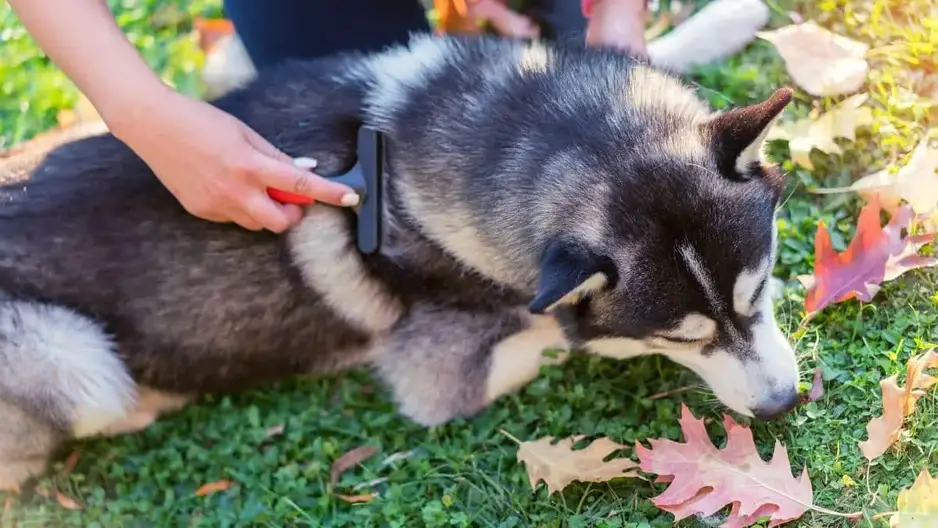 Husky & Blowing The Coat