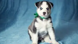 Husky Puppies And Their Ears: 6 Things You Should Know