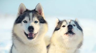 are female huskies dominant