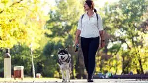 10 Signs When Husky Wants to Go For A Walk