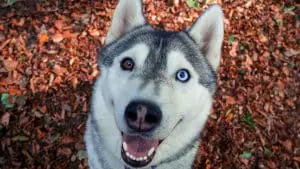 Why Do Huskies Have Different Colored Eyes? You Might Be Surprised