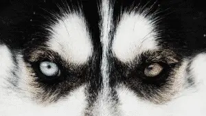 How Do Huskies Get Green Eyes? You Might Be Surprised