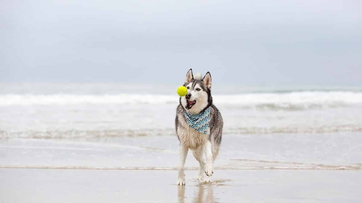 Are Huskies Good At Fetch