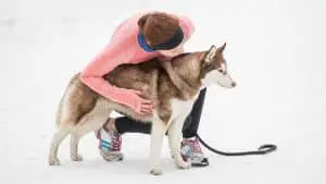Are Huskies Good Running Partners? 5 Things You Must Consider