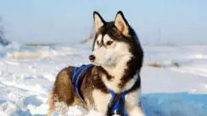 Are Siberian Huskies Endangered? 4 Things You Need To Know