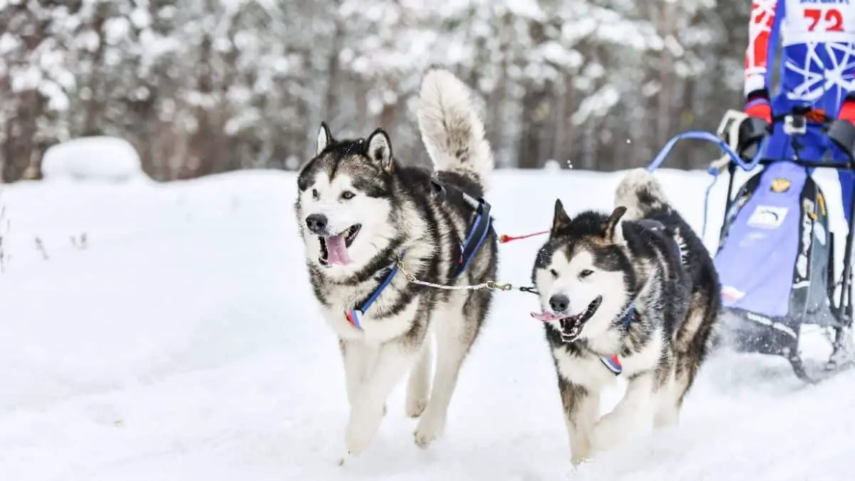 Are Siberian Huskies Good Service Dogs