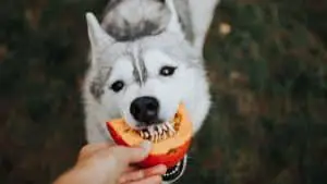 Are Siberian Huskies Picky Eaters