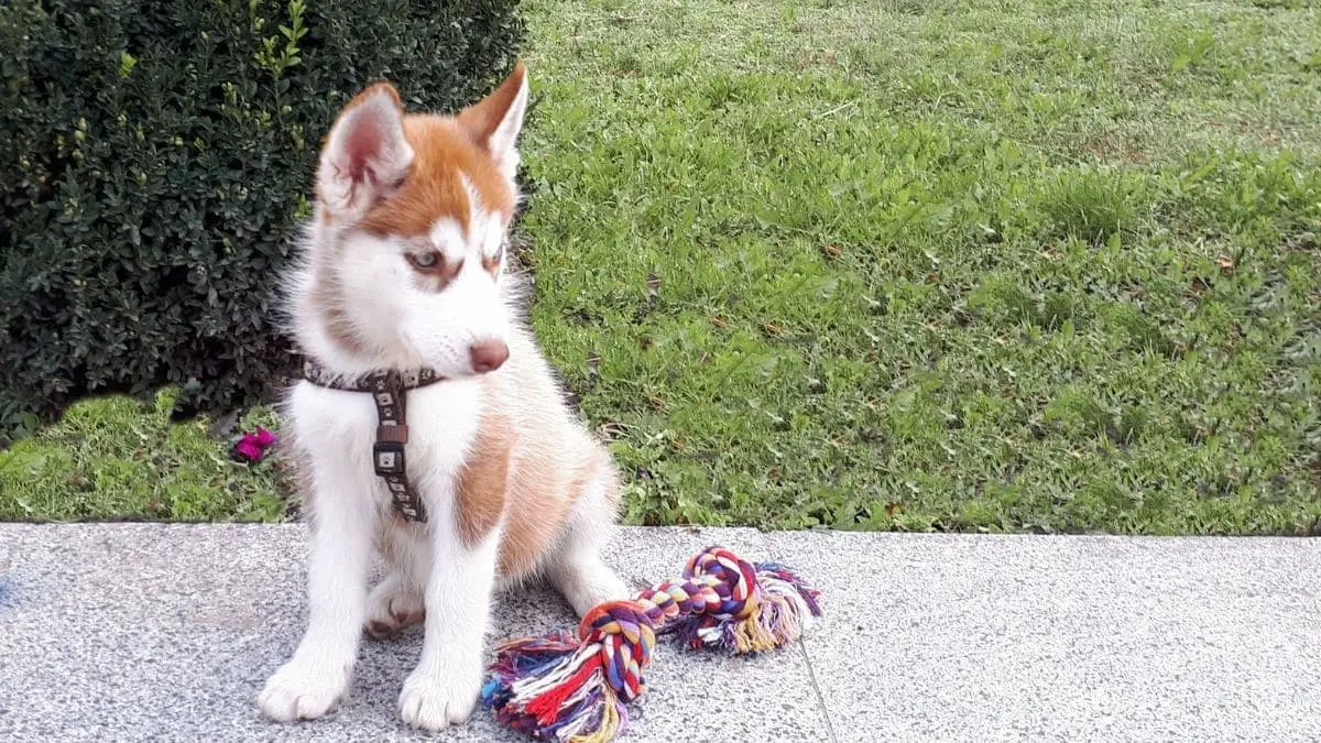 best toys for husky puppies