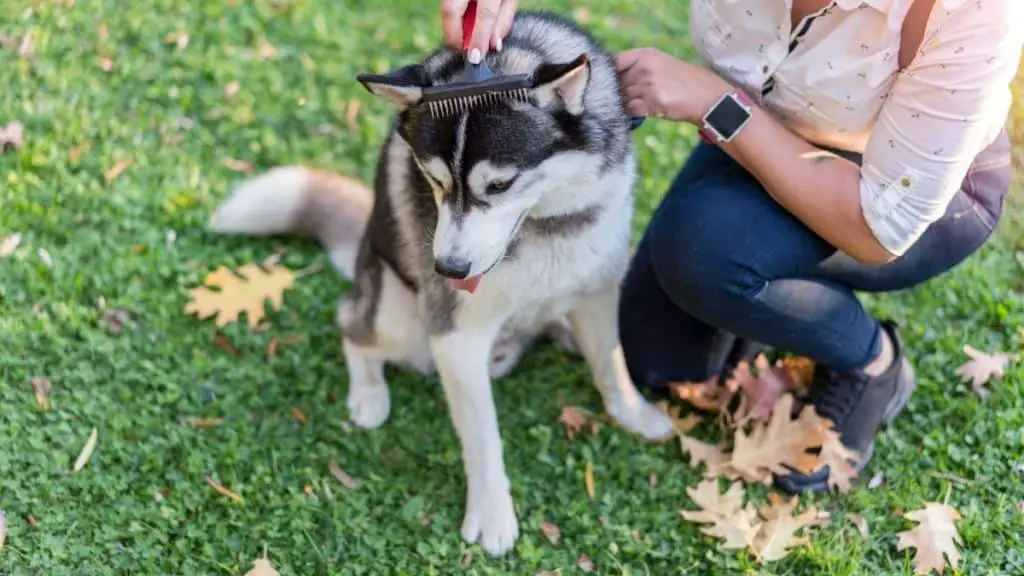 best undercoat rakes for huskies