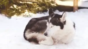 Huskies & Sleeping Outside In Winter: 7 Things To Consider