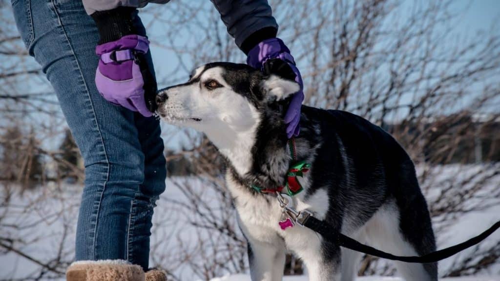5 Best Training Collars for Huskies (Buying Guide & updated 2021)