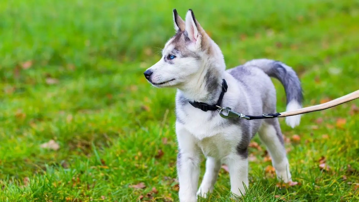6 Best Leash For A Husky