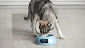 10 Best Dog Food For Huskies (Buying Guide & Reviews)