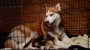 10 Best Dog Crate For A Husky (Buying Guide & Reviews)