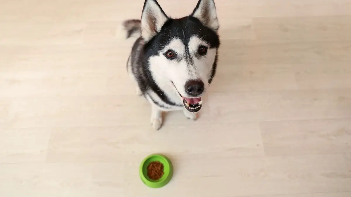 Best Food For A Husky With A Sensitive Stomach