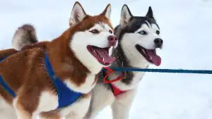 8 Best Harness For A Husky (Buying Guide & Reviews)